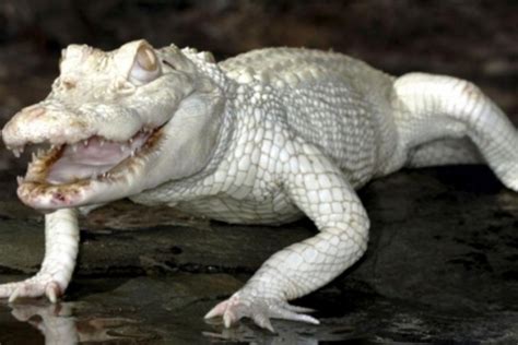 crocodilo albino